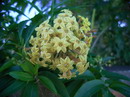 Cestrum Parqui